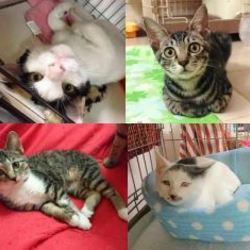 スカイツリー近く★ソラネコ譲渡会