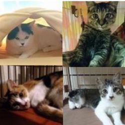 スカイツリー近く★ソラネコ譲渡会 サムネイル2