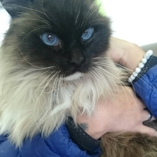 ジャン、里親さま決定！ありがとうございました♡