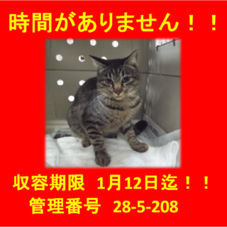 里親決定！！お迎えありがとうございました(^^♪