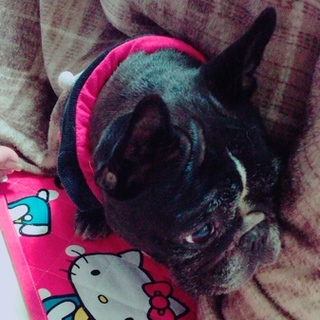 フレンチブルドッグ 女の子