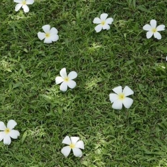 にゃんこ丸2222のカバー写真