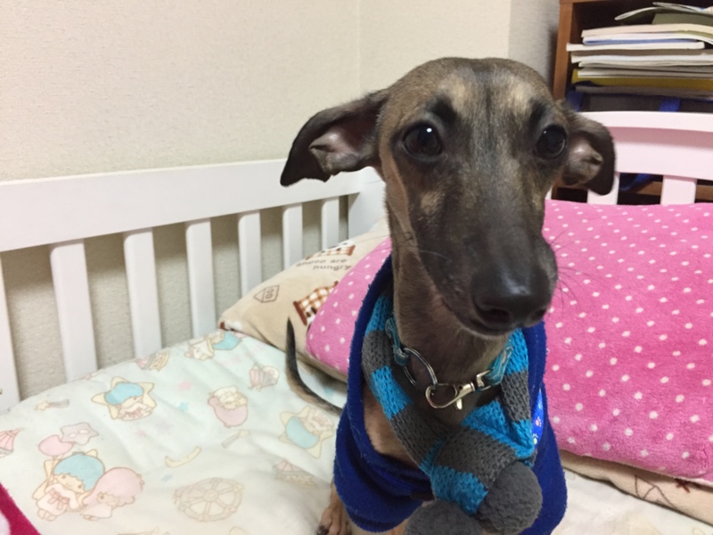 ダックスとイタグレのmix 埼玉県 犬の里親募集 ペットのおうち 月間利用者150万人