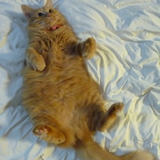 かなりぽっちゃり、茶とらメス半長毛