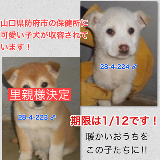 愛護団体に引き取られました