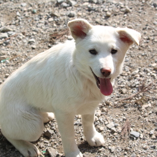 生後4ヶ月 mix♀ ユミちゃん