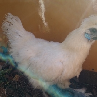 烏骨鶏メス４羽