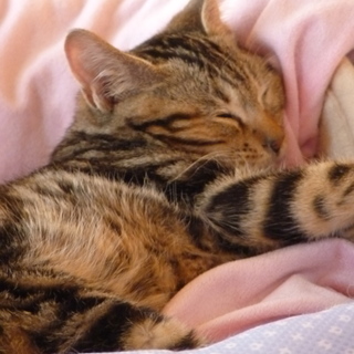 [トライアル決定]しょぼくれ顔のアメショ柄！