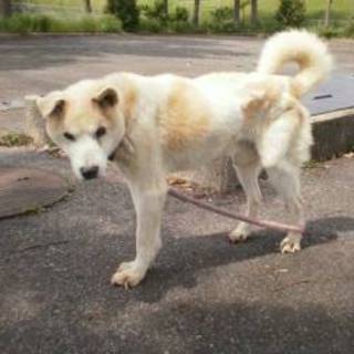 この子を助けて下さい！時間がありません。