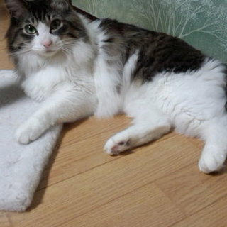 ちょっとシャイですが可愛いチャム君です。