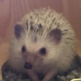 ハリネズミの里親募集中です