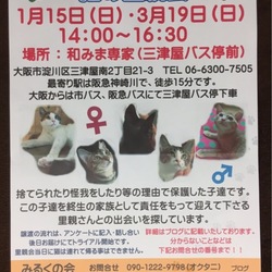 第3回みるくの会「猫の里親会」