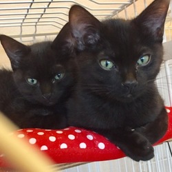 第3回みるくの会「猫の里親会」 サムネイル2