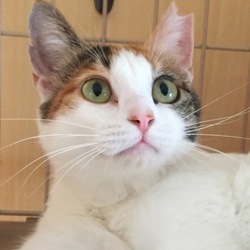 第3回みるくの会「猫の里親会」 サムネイル3