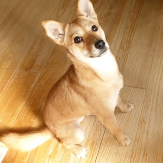 みんなのアイドル。お祭り娘です。