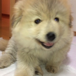 しあわせ家族探してます。