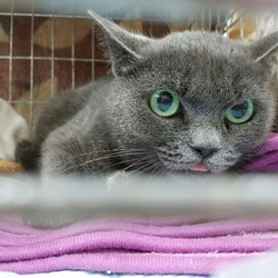 ネコ・猫・ねこ の 里親譲渡会　第6回　協働開催