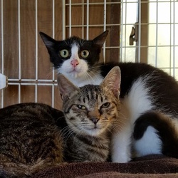 ネコ・猫・ねこ の 里親譲渡会　第6回　協働開催 サムネイル2