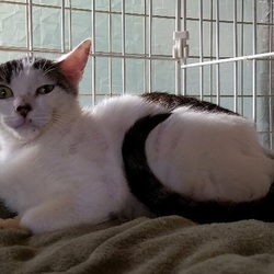 ネコ・猫・ねこ の 里親譲渡会　第6回　協働開催 サムネイル3