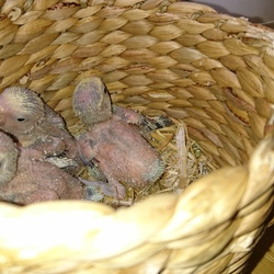 小桜インコの雛