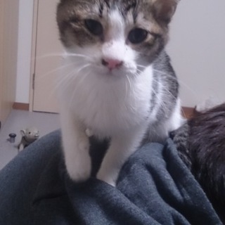 人懐っこい猫里親募集！