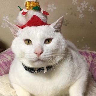 応募状況追記しました！　胸キュンの白猫ブラジョ