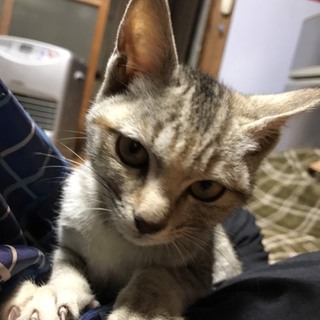 新しい家族が決まりました！ありがとうございました！