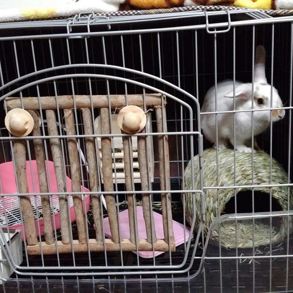 ラッキーのカバー写真