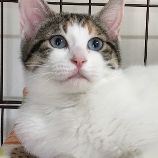 譲渡候補猫のご紹介：つき（譲渡後に名前変更可）