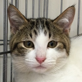 譲渡候補猫のご紹介：ひび（譲渡後に名前変更可）