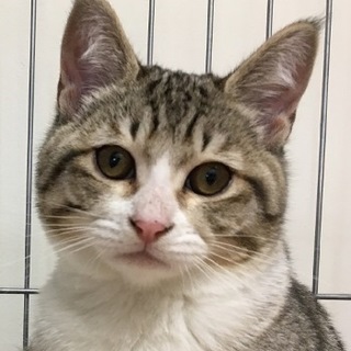譲渡候補猫のご紹介：しゅう（譲渡後に名前変更可）