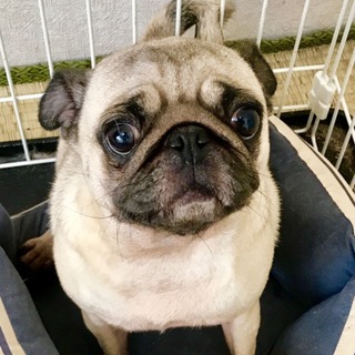 やんちゃなパグ‼︎