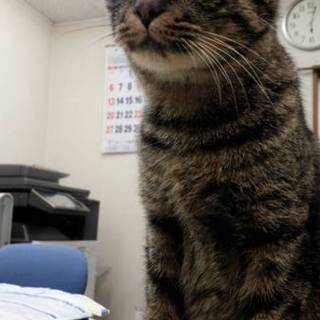 甘えん坊な女の子