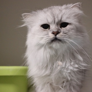 ペルシャの男の子♥