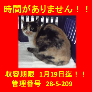 里親決定！！お迎えありがとうございました(^^♪