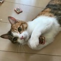 キレイな三毛猫ネイちゃん赤ちゃんがえり中～甘えすぎ