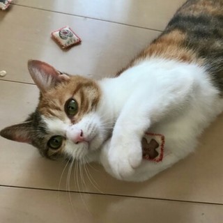 キレイな三毛猫ネイちゃん赤ちゃんがえり中～甘えすぎ