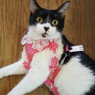 かわいい白黒ちゃん女の子