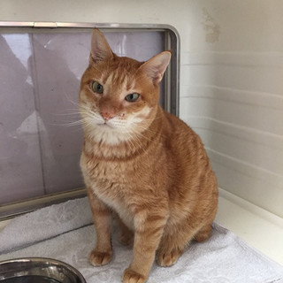 wキャリアのノムちゃん　茶トラ