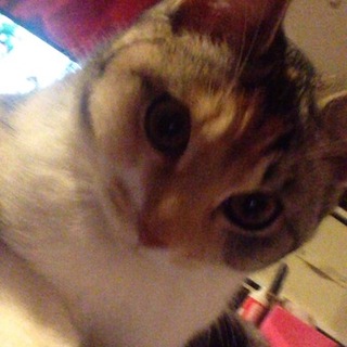 里親募集です！ 福島県！