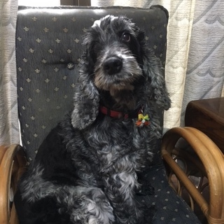 正式譲渡になりました