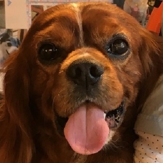 ちゃあ君　平和が一番・愛嬌◎・人が大好き甘えん坊