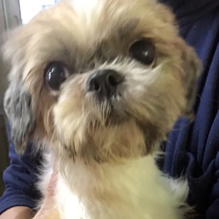 シーズーの女の子ノームの里親募集です！
