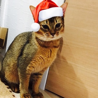 すごく人懐っこい子です