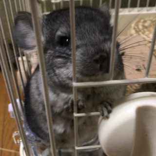 チンチラ ノーマル