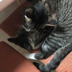 「明けましておめでとうございます」サムネイル3