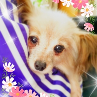 かわいいパピヨン女の子（リトゥ）