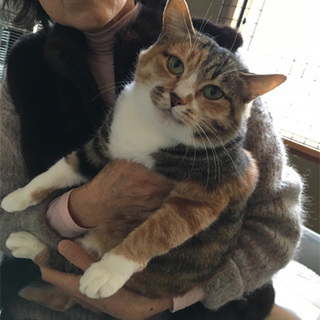 ひざ猫ミケちゃん甘えん坊