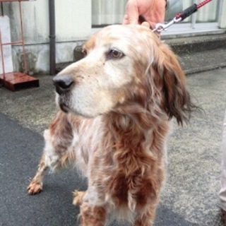 愛媛県動物愛護センターに収容されています！