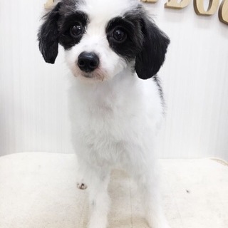 推定３歳くらいのパピヨン×トイプードルのパティ